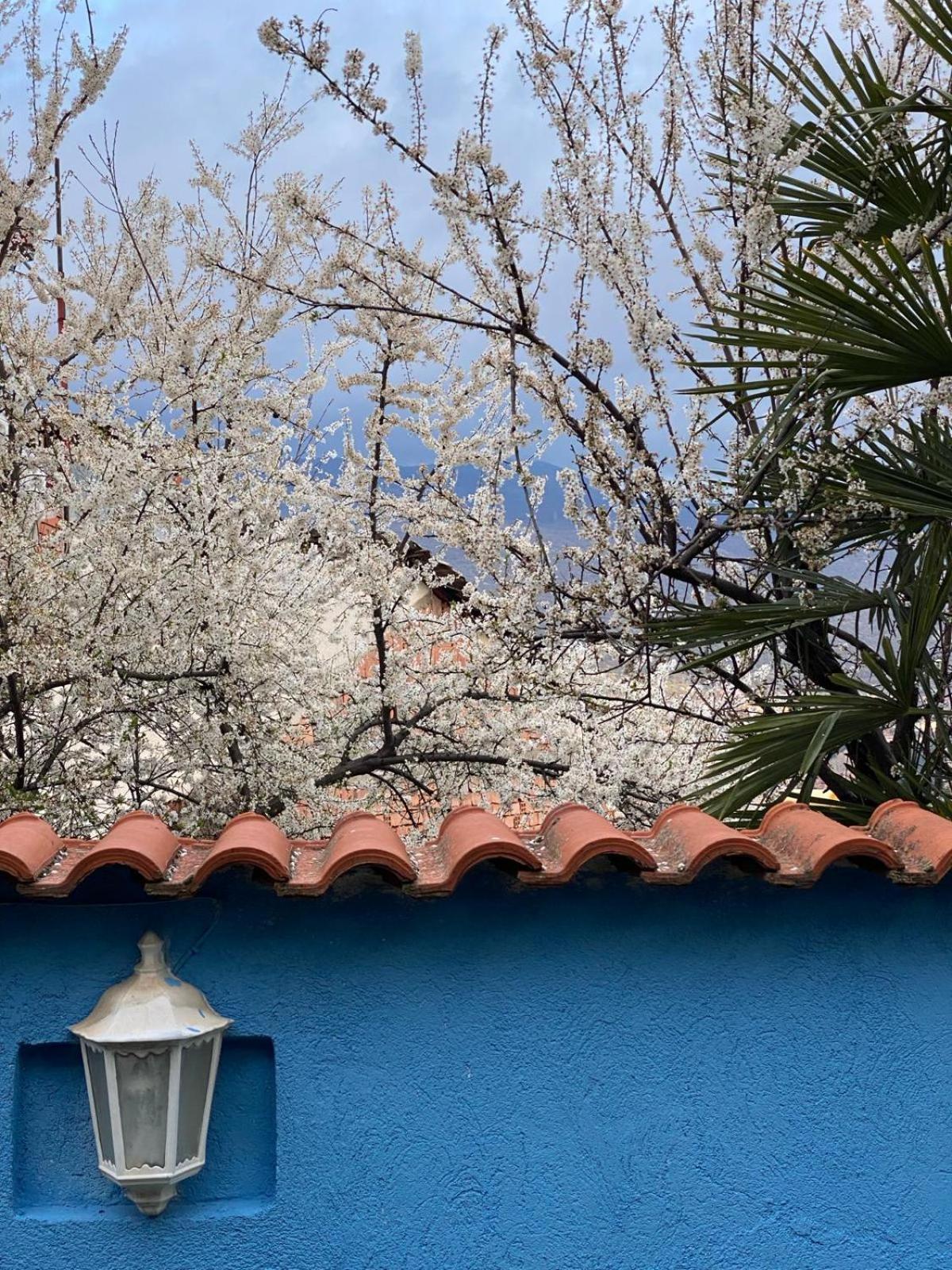 Blue Orange Lake Hostel オフリド エクステリア 写真